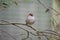 the red browed finch is perched on a bush