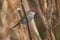 Red browed finch perched on a reed stem at Mudgee