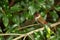 Red-browed Finch sitting on a branch