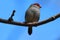 Red Browed Finch in Tree