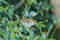 Red-browed firetail finch