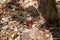 Red-browed firetail finch, Australia.