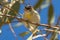 Red-browed Pardalote in Northern Territory Australia