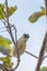 Red-browed Pardalote in Northern Territory Australia