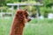 Red brown beautiful alpaca head with long neck, photographed from behind sideways, the animal is standing in front of a green