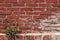 Red brown brick wall with dandelion plant grow up on a corner