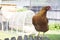 Red / Brown Chicken Standing on Wooden Picket Fence with Coop in Background