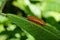 Red brown colored caterpillar crawling with a lot of legs on top of green leaf.