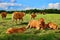 Red-brown cows and calves of the Limousin breed in the grassland of a Dutch farm