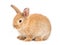 Red-brown cute baby rabbit isolated on white background.