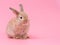 Red-brown cute baby rabbit sitting on pink background.