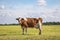 Red brown dairy cow with large udder stands proudly in a pasture