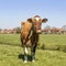 Red brown dairy cow standing in a field with ankle band, blue sky and green grass, fully in focus