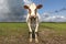 Red brown dairy cow standing steadfast and firm in a pasture with overcast, heavy clouded blue sky in a green field