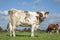 Red brown dairy cow stands in a meadow, fully in focus with blue sky and green grass