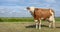 Red brown dairy show cow standing head up and proudly in a field with full udder, blue sky and green grass