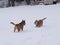 Red and Brown Domestic American Dingo Carolina Dogs Playing in the Snow and Having the Time of Their Lives