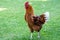 Red brown farmyard rooster chicken strutting on green grass