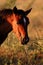 A red-brown horse eating grass early in the morning.