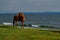 Red brown horse on green grass coast of blue lake baikal with waves, light sunset, mountains