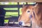 Red-Brown Hybrid American Brahman Cow Cattle, Head Shot. The American Brahman was the first beef cattle breed developed in the Un