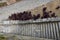 Red brown leaf and flower of amaranths on a flowerbed between a stone paved staircase in a historic town. view from the top, side