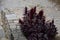 Red brown leaf and flower of amaranths on a flowerbed between a stone paved staircase in a historic town. view from the top, side