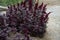 Red brown leaf and flower of amaranths on a flowerbed between a stone paved staircase in a historic town. view from the top, side