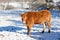 Red brown Limousin beef cow in a cold snowy winter pasture