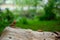 Red brown lizard indian common garden park landscape full frame