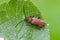 Red-brown Longhorn beetle on leaf