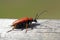 Red-brown Longhorn Beetle (Stictoleptura rubra)