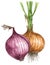Red and brown onion Allium cepa drawing