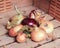 Red and brown onions and dried dill umbrellas inside wooden crate