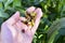 Red brown Peony seeds in a basket in the palm of your hand