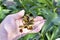 Red brown Peony seeds in a basket in the palm of your hand