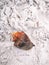 Red brown shell with mollusk crab lying on white beach sand in Clearwater Florida USA.