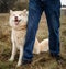 Red or brown and white malamute dog standing next to a person looking at camera