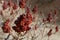 Red brushwood of sumac, Rhus Typhina Brilliant