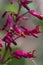 Red Buckeye - Aesculus Pavia  Wildflowers