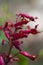 Red Buckeye - Aesculus Pavia  Wildflowers