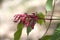 Red Buckeye - Aesculus Pavia  Wildflowers