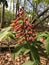 Red Buckeye - Aesculus Pavia Wildflowers