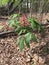 Red Buckeye - Aesculus Pavia Wildflowers