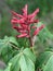 Red Buckeye Flower