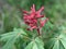 Red Buckeye Flower