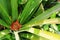 The red bud of a pineapple starts to grow in the midst of green spiky leaves in a pineapple field on the island of Moorea in