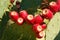 Red buds on a green cactus