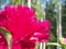 The red buds of peonies. Garden flowers. Floriculture