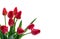 Red buds tulips on white background with space for text. Decoration of valentine day, woman`s day